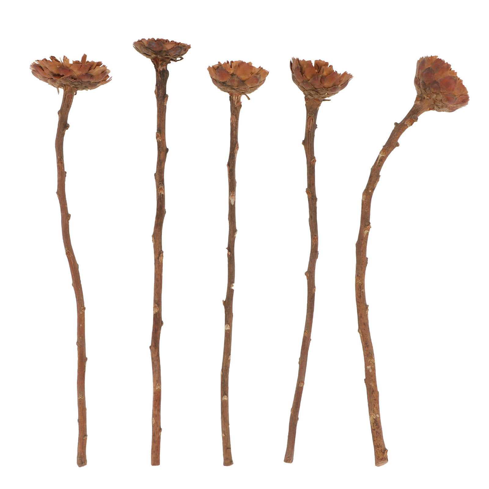 5Pcs Imported Dried Sunflower  - Lighting Decor Photos recension och pris