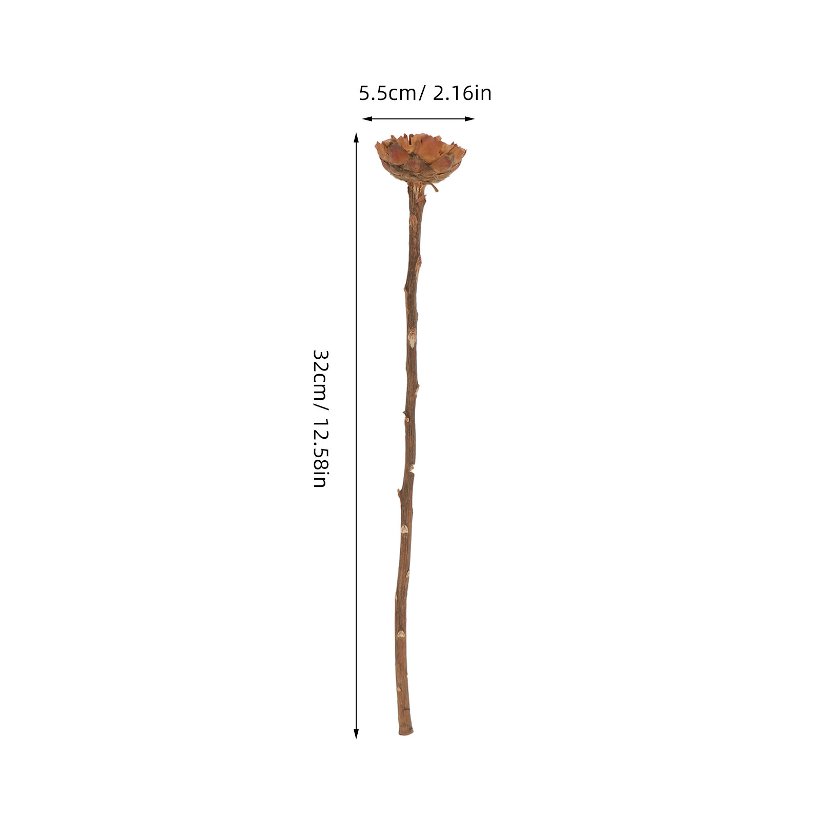 5Pcs Imported Dried Sunflower  - Lighting Decor Photos recension och pris